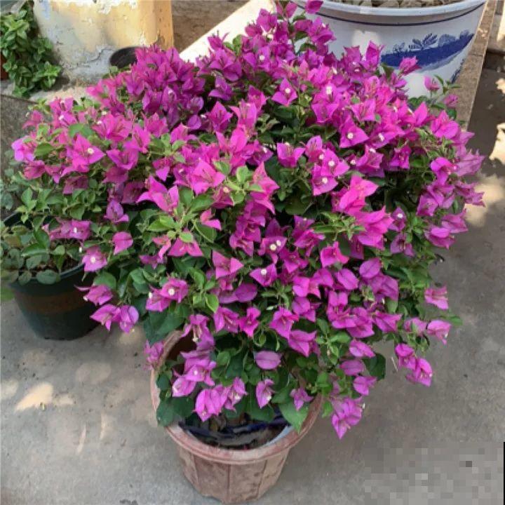 5种花，冬天忍一忍，别换盆，免得活不过一个周！