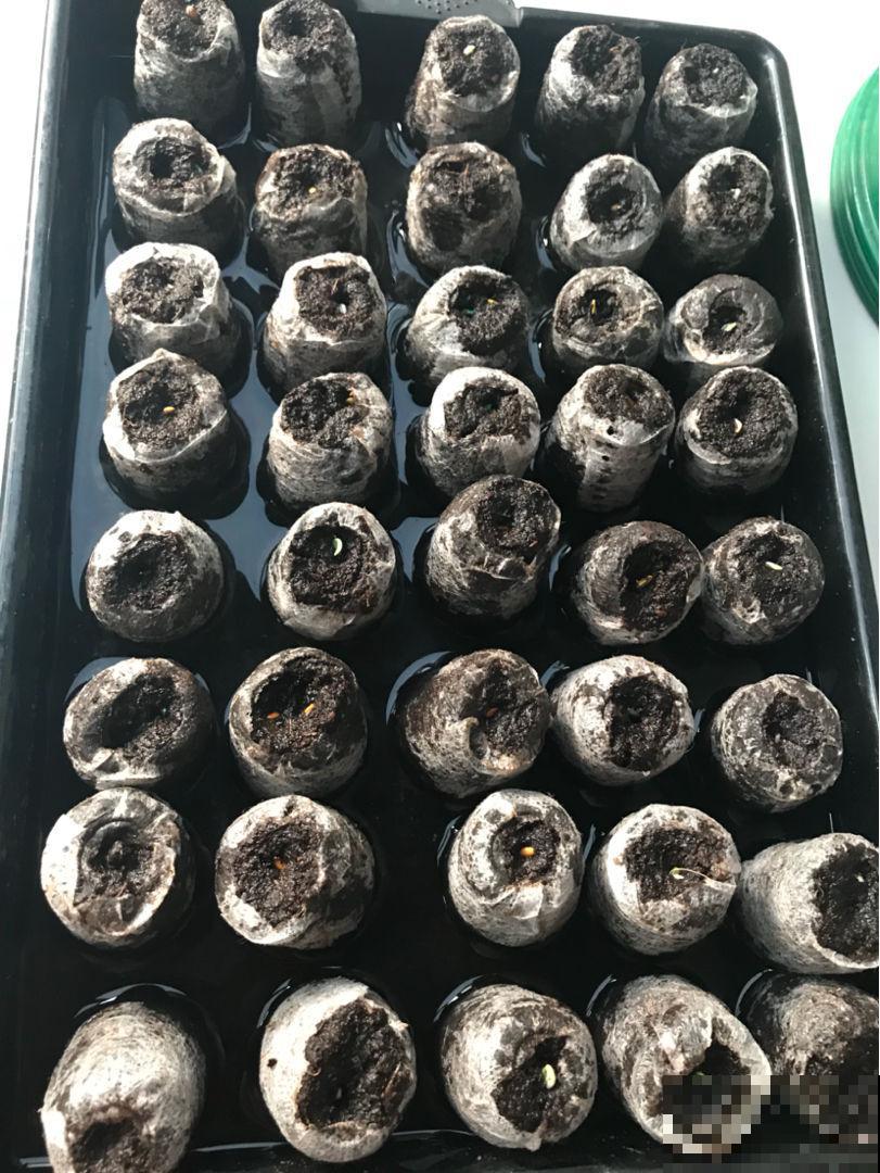 秋天也想播种？老花农教你这几招，天再冷也能呼呼出芽！