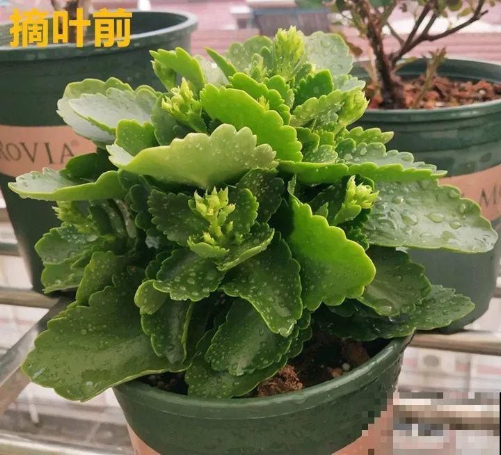 朱顶红迟迟不开？趁现在掐叶子、剃平头，剪完就能冒花苞！