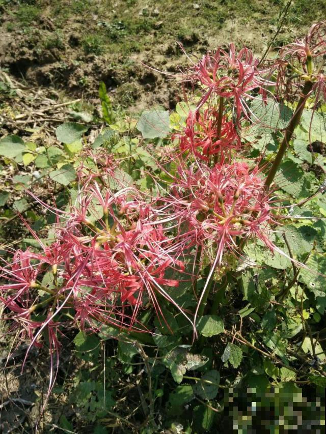 这花根茎像大蒜，开花却精巧华美像凤凰，现在正是结果期！