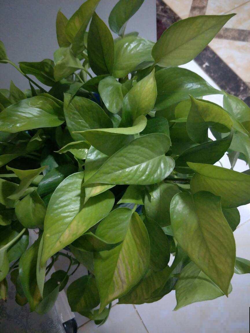 绿萝黄叶那么多原因，而这几个，你肯定都中过招！