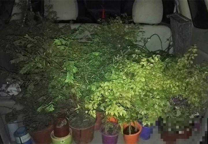 路边的花堆成山，统统不要钱，碰见了不捡白不捡！