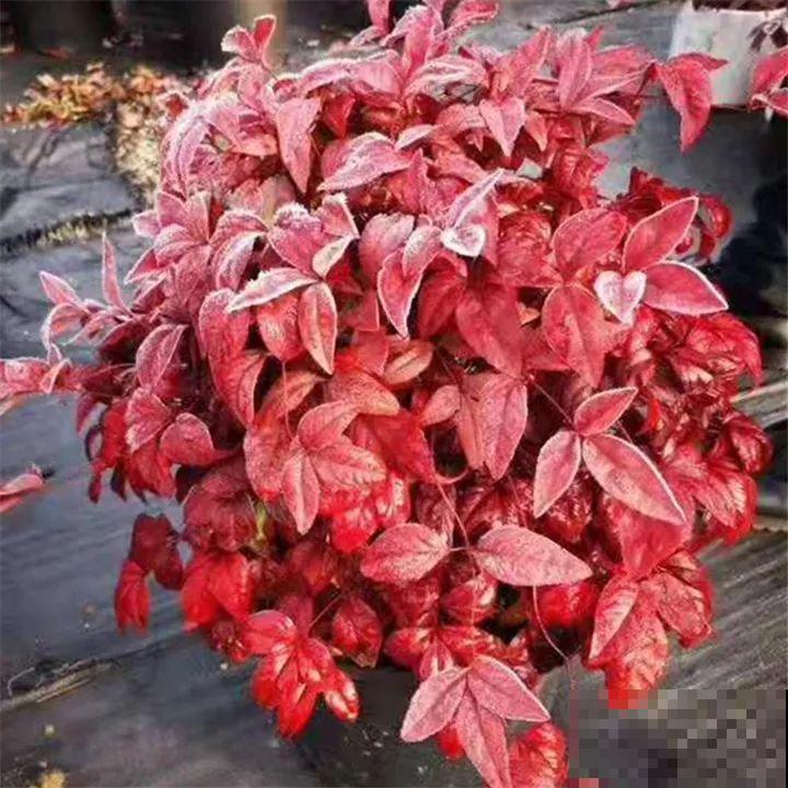 这花养在家里暖洋洋的，不怕冷不怕热，超省心！