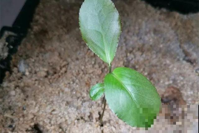 秋冬这花会结种，摘一把撒土里，呼呼长一片，能卖不少钱