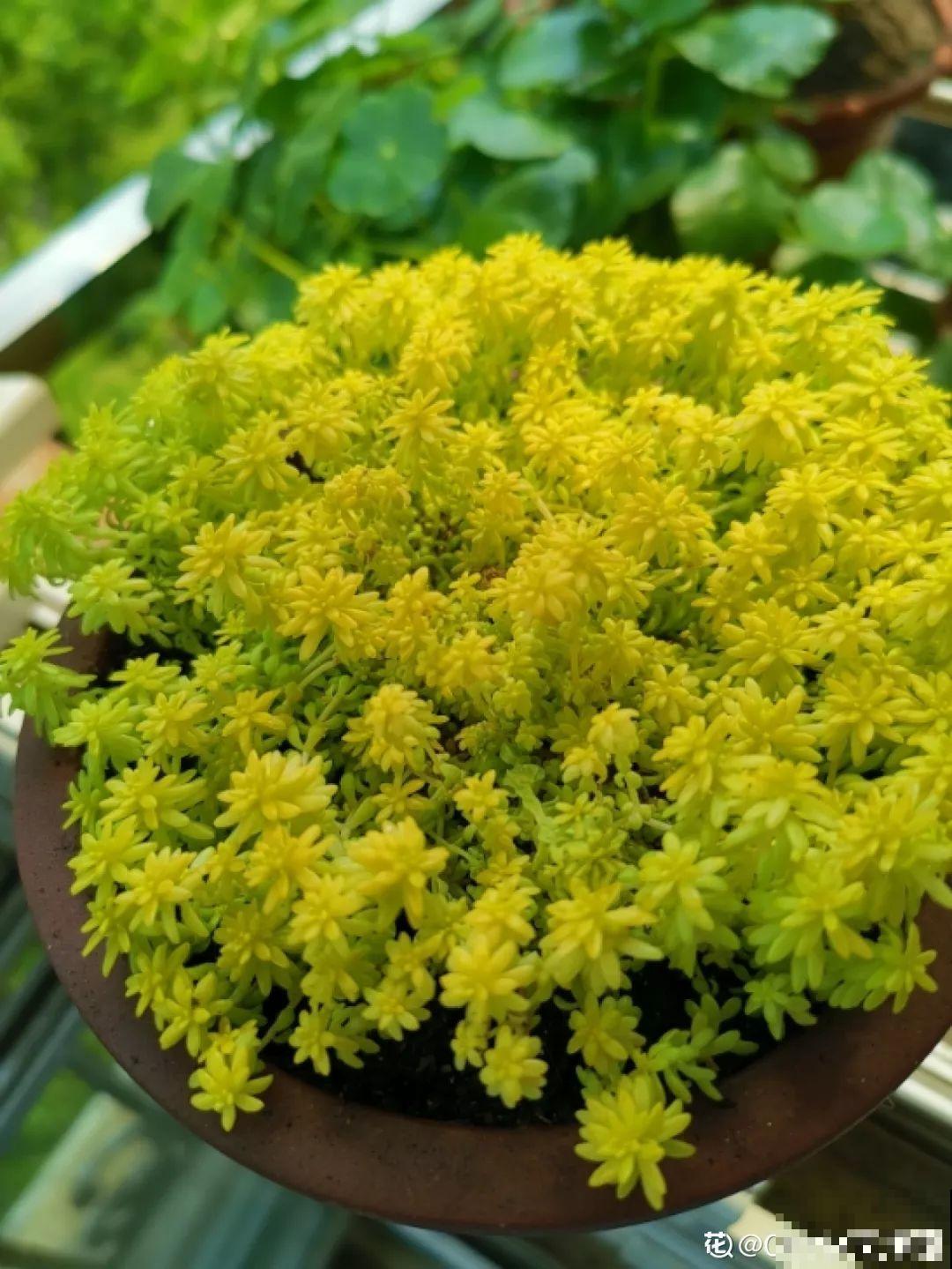 这花一定要慎养，到家就疯长，半年就想扔了！