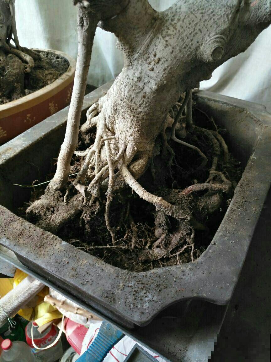 榕树根从筷子细到手腕粗，这几个秘诀不得不知，几个月就脱胎换骨