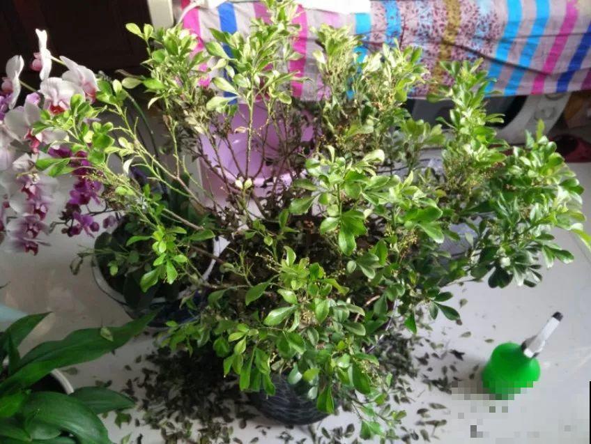 11月逛花市，这10种花还是别买了，养不活浪费钱！