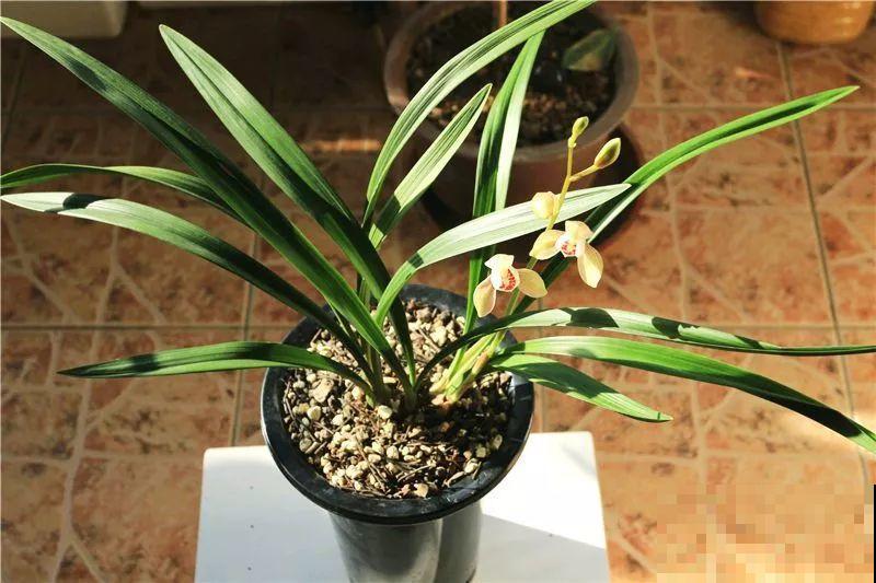 兰花最全养护要点，一年四季绿油油，开花还能香满屋！
