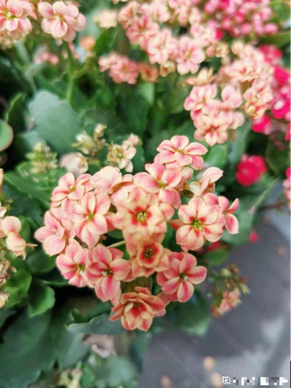 长寿花这么养，开成一个花球，一年到头叶子绿油油！