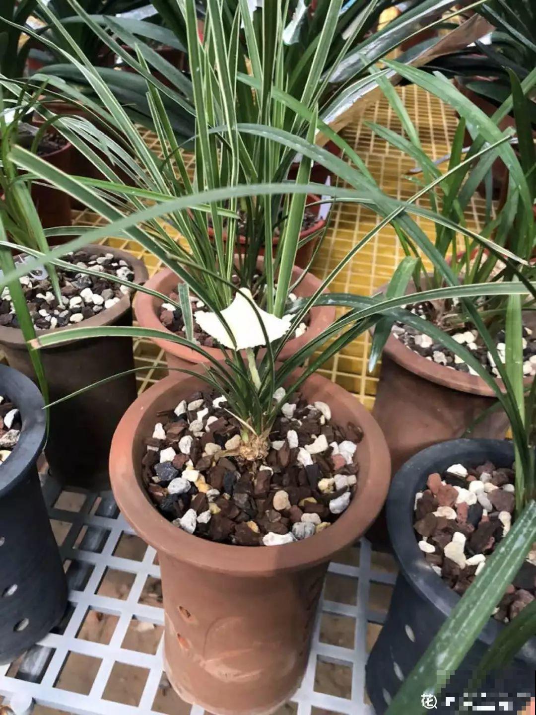 水培瓶里能养小鱼？别惊讶，还有养龙虾的呢！