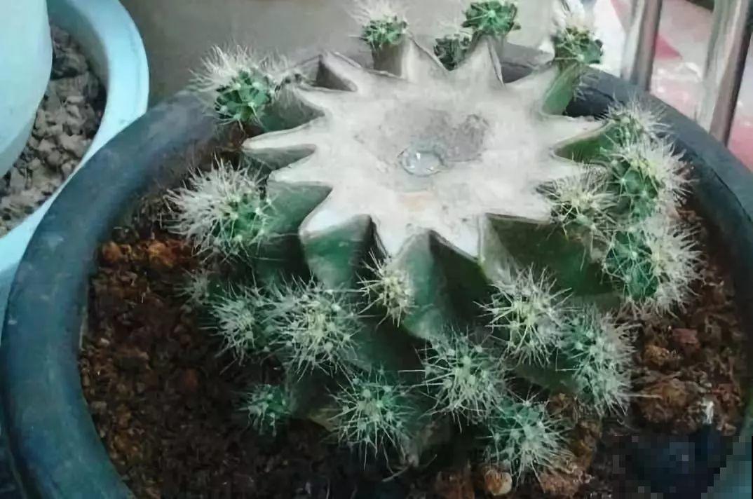 养这3种花真挣钱，今年种1棵，明年能收获一麻袋！