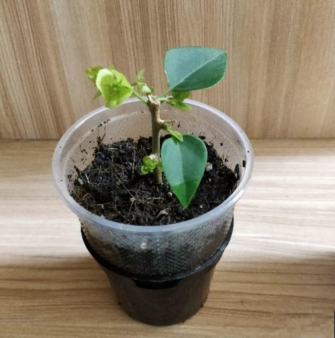 这花冬天容易死，赶紧扦插备份，小心一个冷风就吹没了！