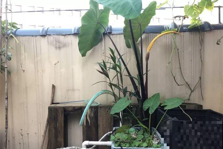 这花长得2米高，拎出来一看，结出30个小芋头！