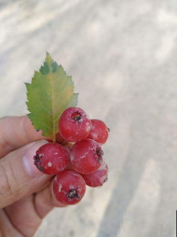 在家种山楂，开胃又健脾，酸溜溜真好吃！