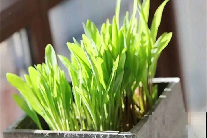 这花长得2米高，拎出来一看，结出30个小芋头！
