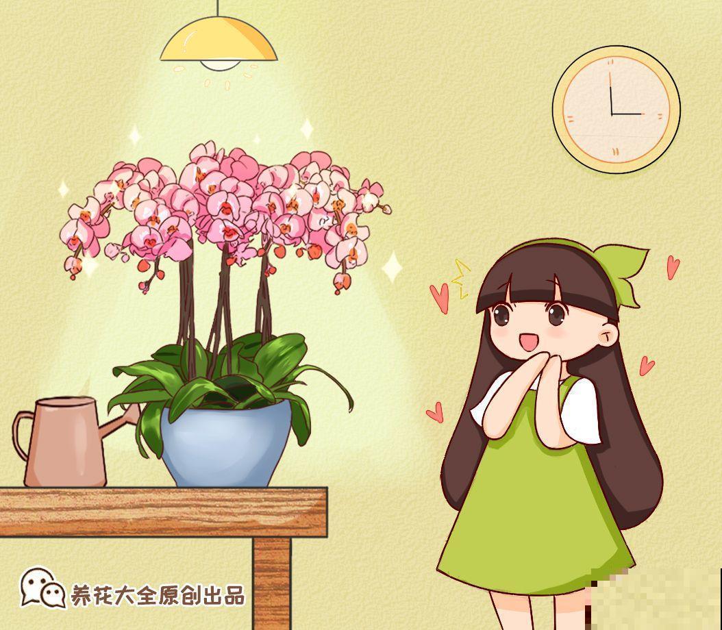 适合冬天养的10种兰花，能一直开到过年，颜值超高有气质！