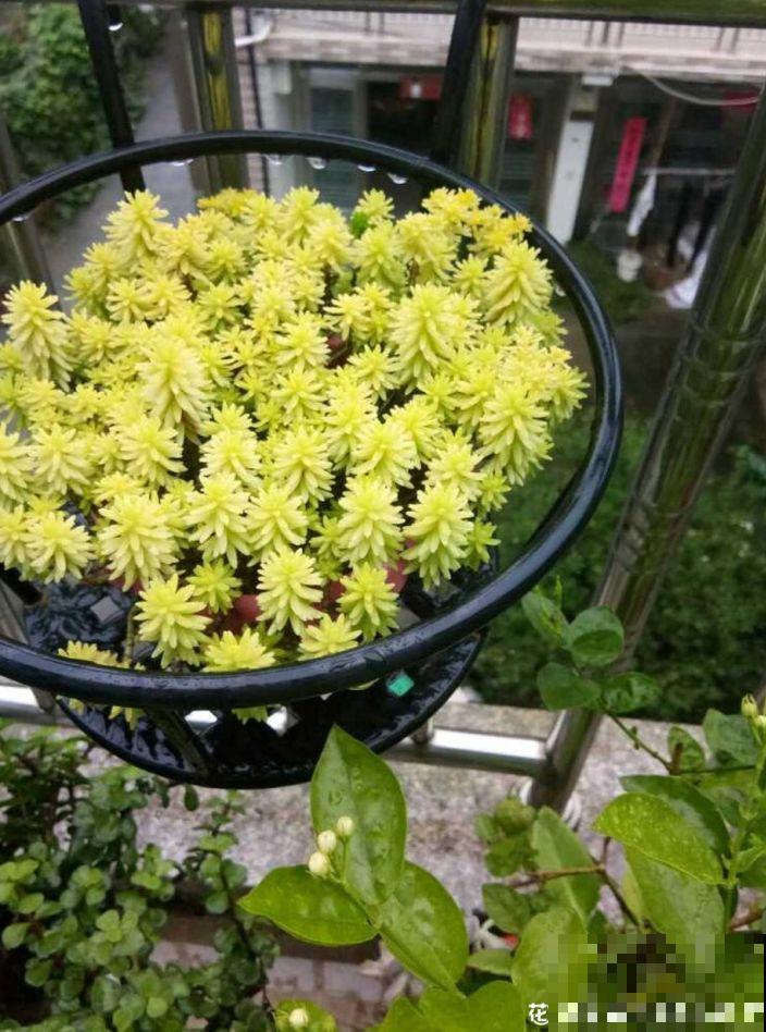10种招财花，越养越气派，家里有一盆好运连连！