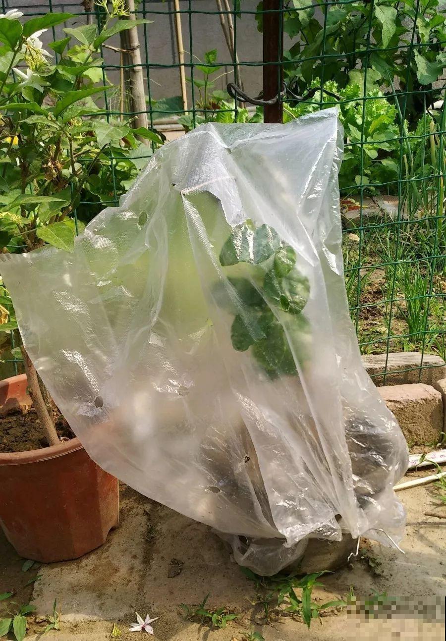 家里养茉莉，现在修剪施肥，就别指望安稳过冬了！