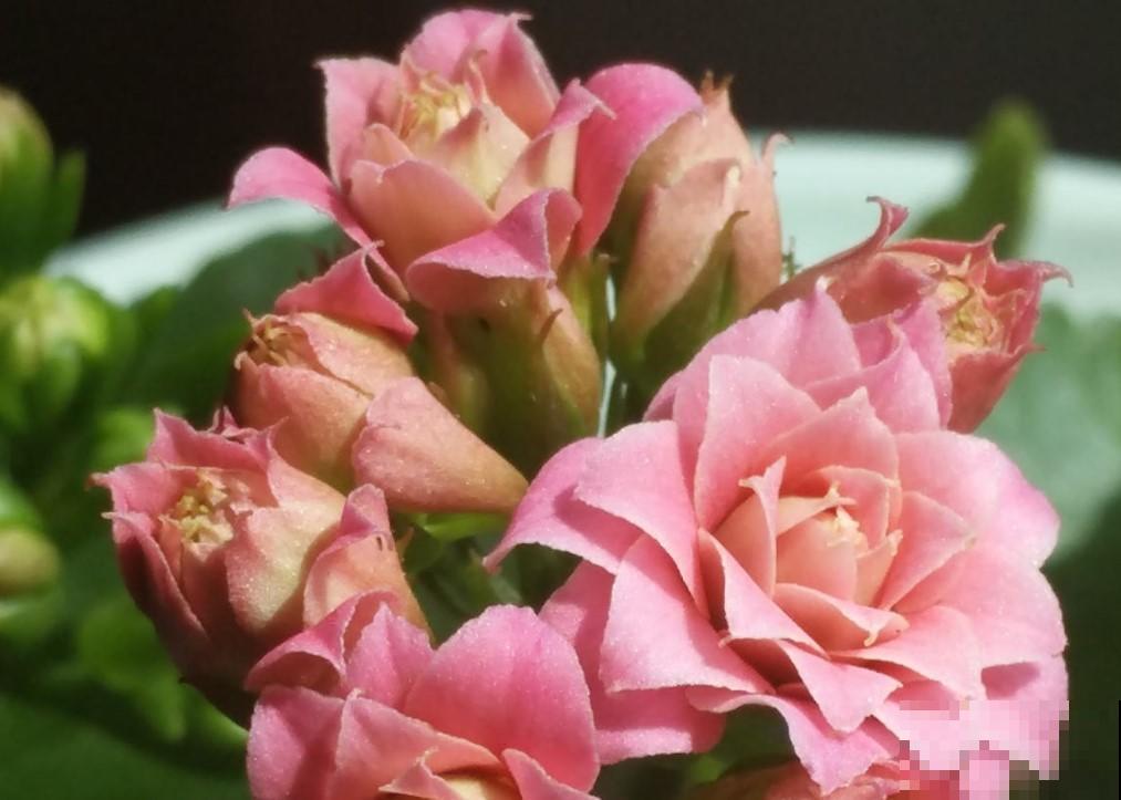 冬季耐冻的花，这4种必入一盆，冬天就能够赏花！