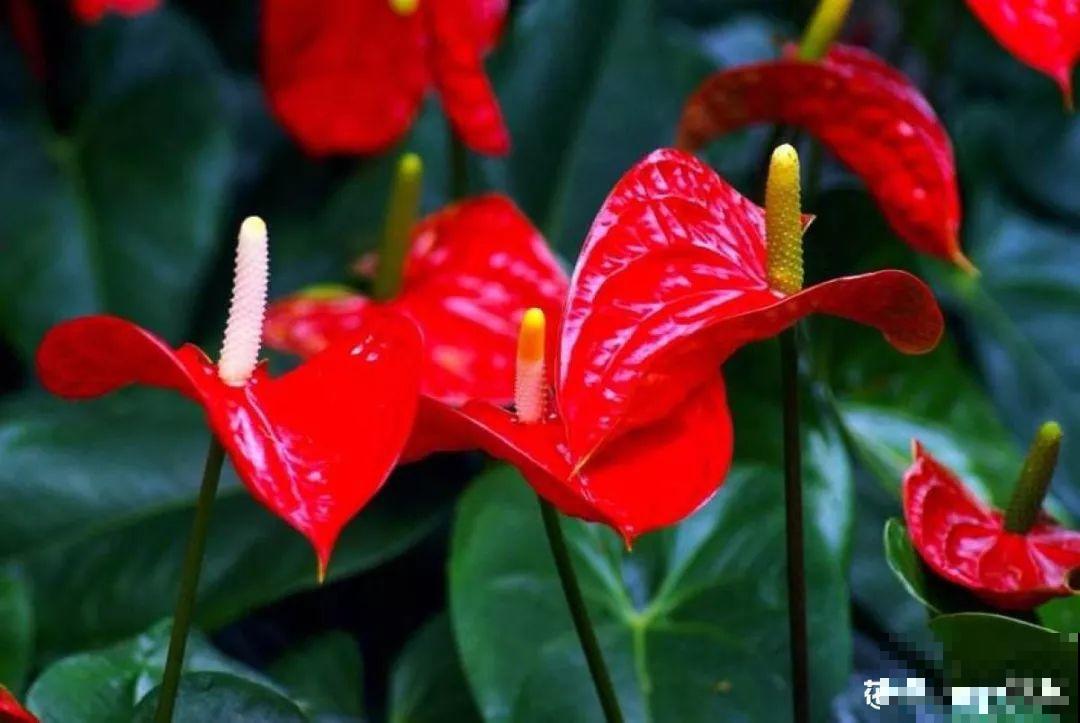 这9种花，养一盆一年四季有的看，不知道的还以为是塑料花！