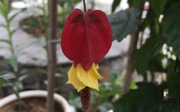 这花连开10个月，老妈非说是假花，幸好没拔！