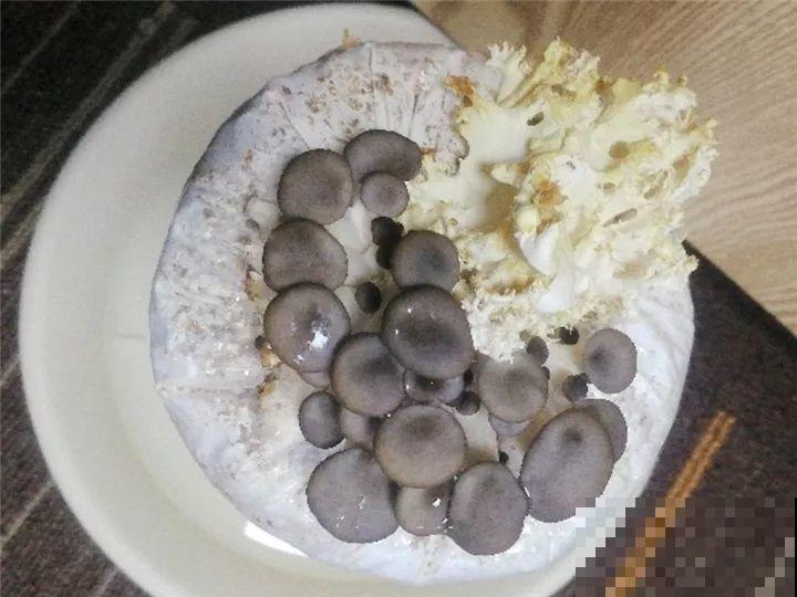 适合秋天种的15种蔬菜，泡沫箱里撒把籽，下个月就能吃！