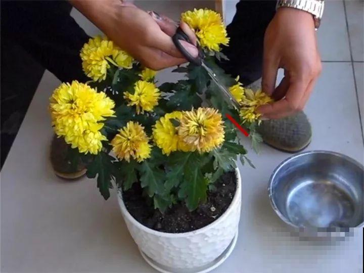 5种花开完赶紧剪一刀，10天一勺肥，还能再开2、3次！