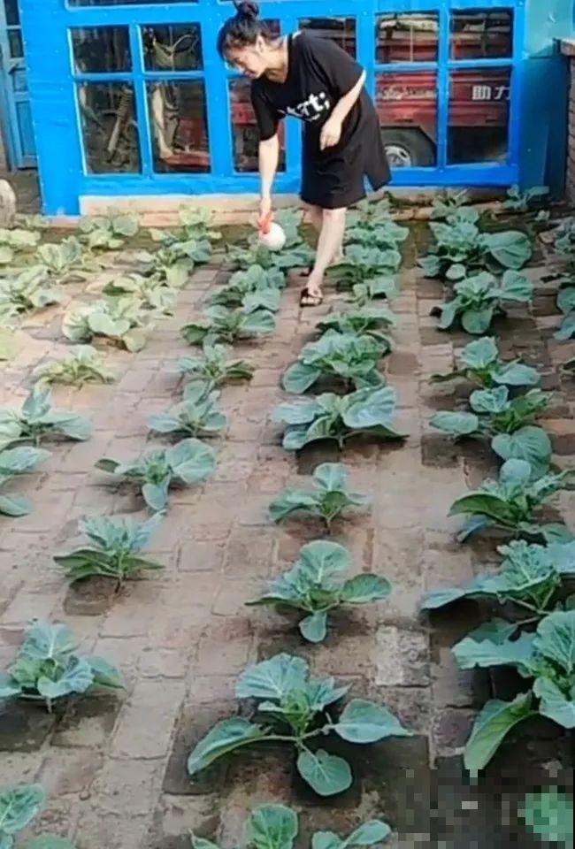 空荡荡的砖地,被她种了上百颗包菜,一年到头吃不完! 空荡荡的砖地,被她种了上百颗包菜,一年到头吃不完!