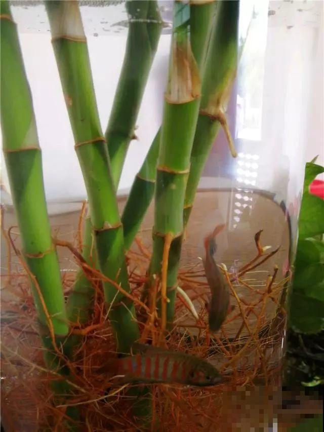 水培瓶里能养小鱼？别惊讶，还有养龙虾的呢！
