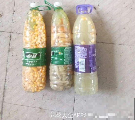 玉米棒子丢盆里，花吃了蹭蹭长，又省下肥料钱了！