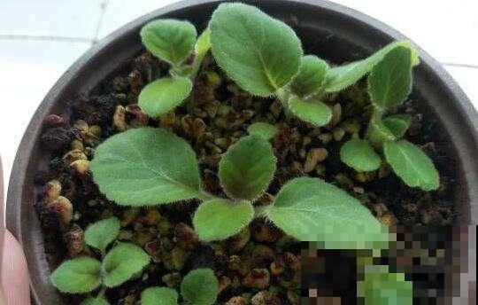 这种叶子随便切碎，直接扔盆里就能冒出一堆花，简直太强悍了！