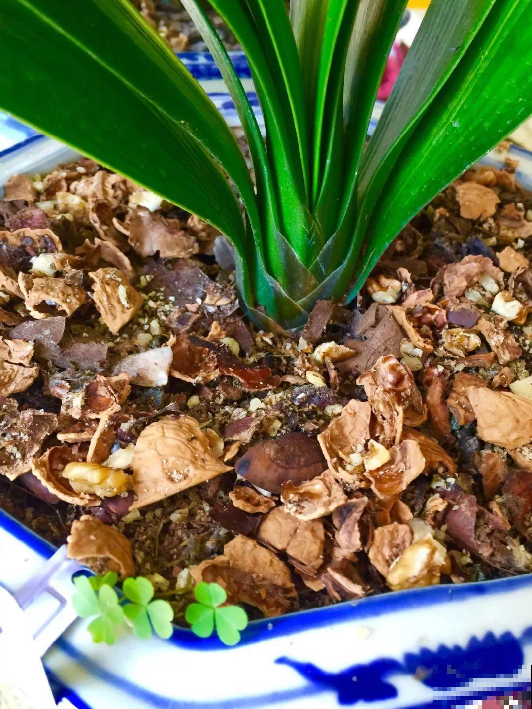 不用买花肥，君子兰盆里垫层它，叶子油亮又厚实！