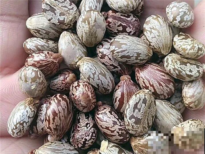 这15种花，别乱碰、别乱吃，家里能不养就不养！
