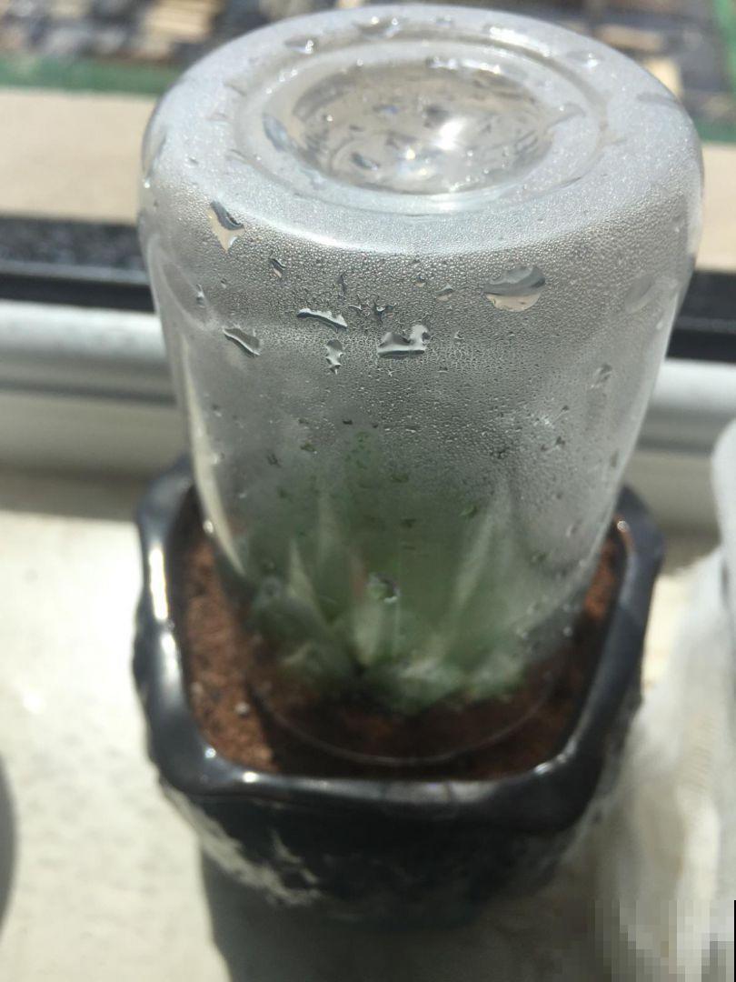 这花就得虐着养，套个袋子捂一捂，揭开立马冒花苞！