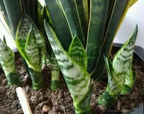 虎皮兰盆栽里加点他，叶子蹭蹭长高，邻居看了都羡慕！