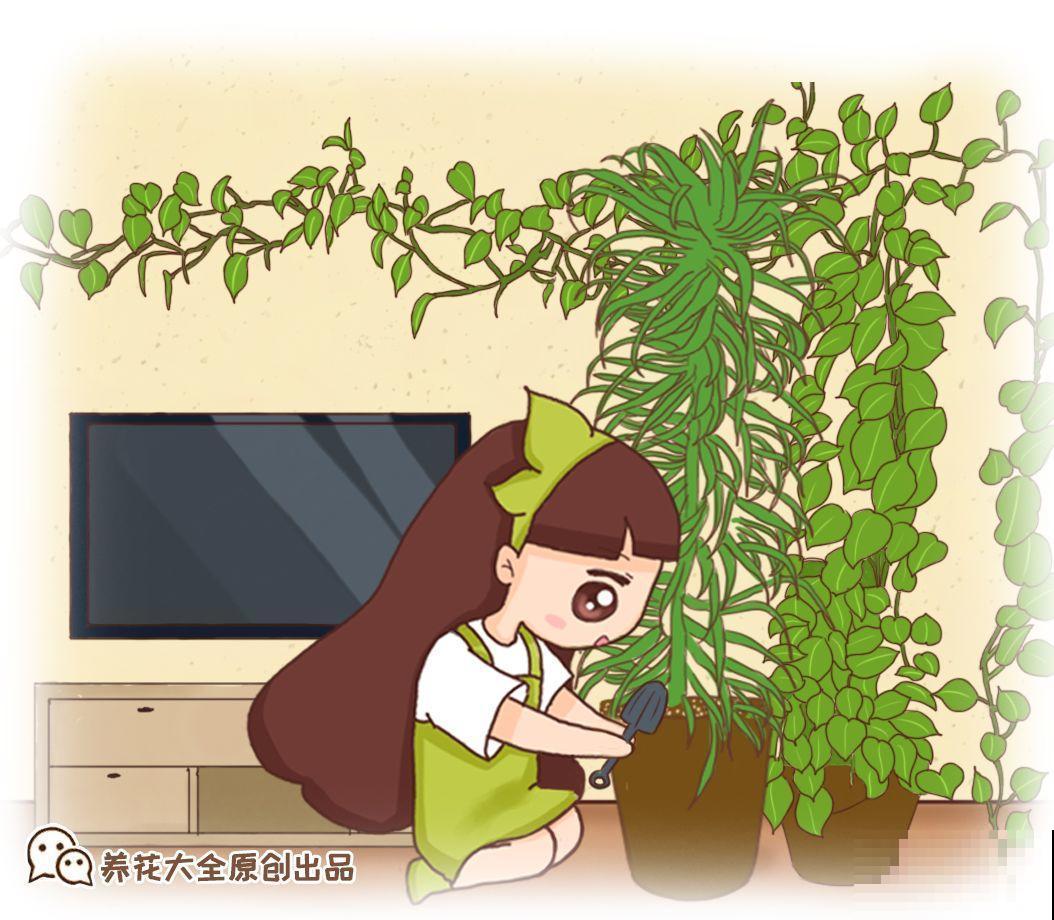 敲个鸡蛋埋土里，吊兰猛蹿个，蹭蹭长成绿瀑布！
