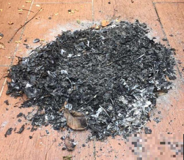 给花喂点抗冻肥，叶子又肥又绿，越长越有劲儿！
