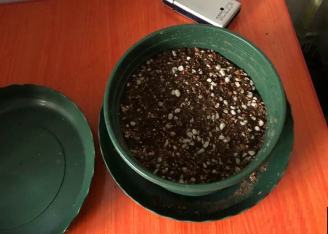 3种花，就得趁现在扦插，再晚就不生根了！