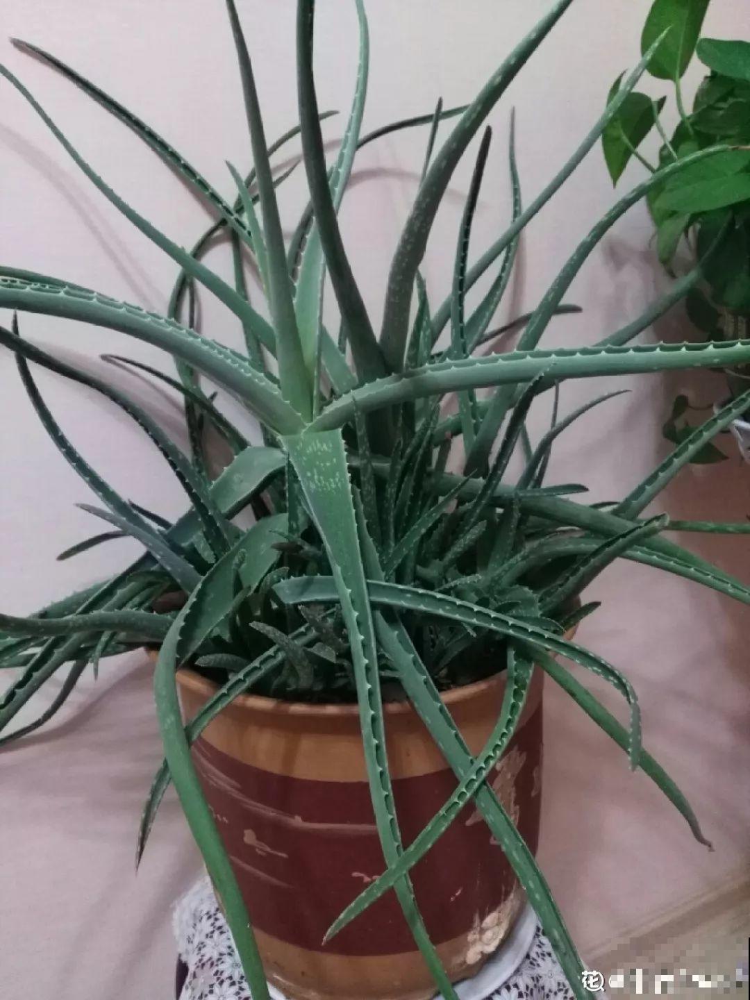 开败的百合这样一处理，能长一缸的小球，花盆都不够用！