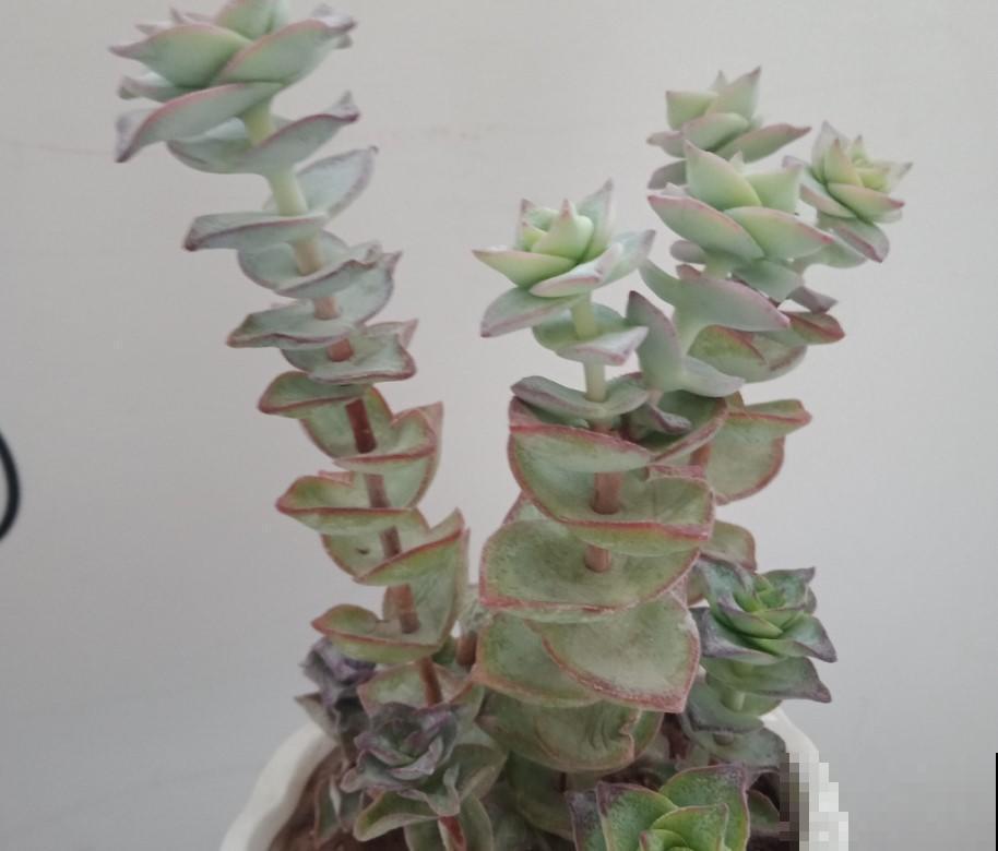 春节前养点小多肉，财运滚滚来，寓意真不错！