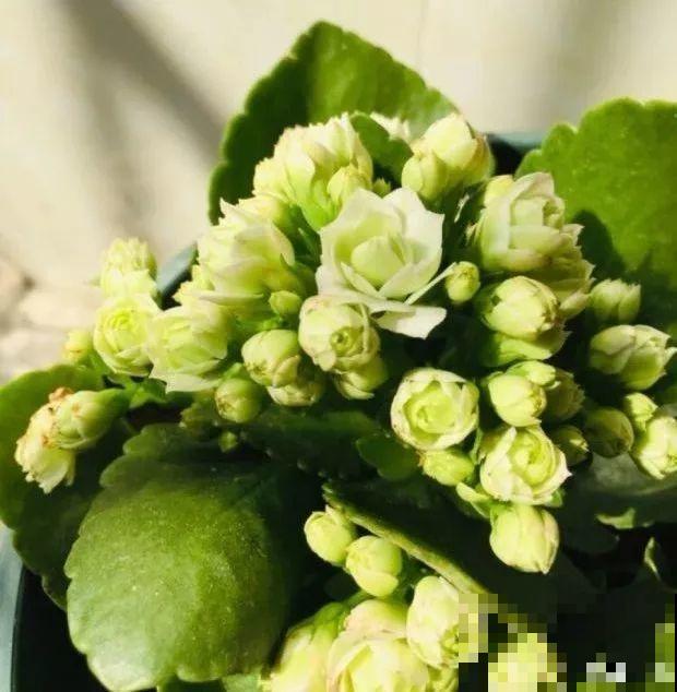 长寿花品种这么多，你只养过一种，亏不亏？
