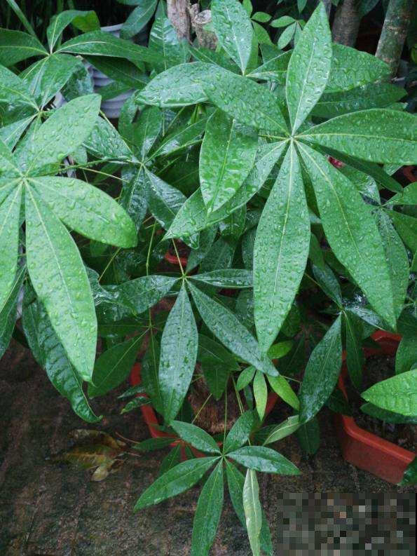 5种花，光听名字就想养一盆，尤其是最后一种！