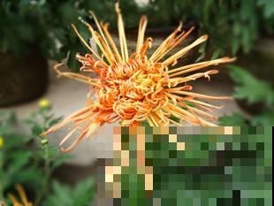 只知道赏菊却不认识品种？来看看这几种，知道十个就是牛人！