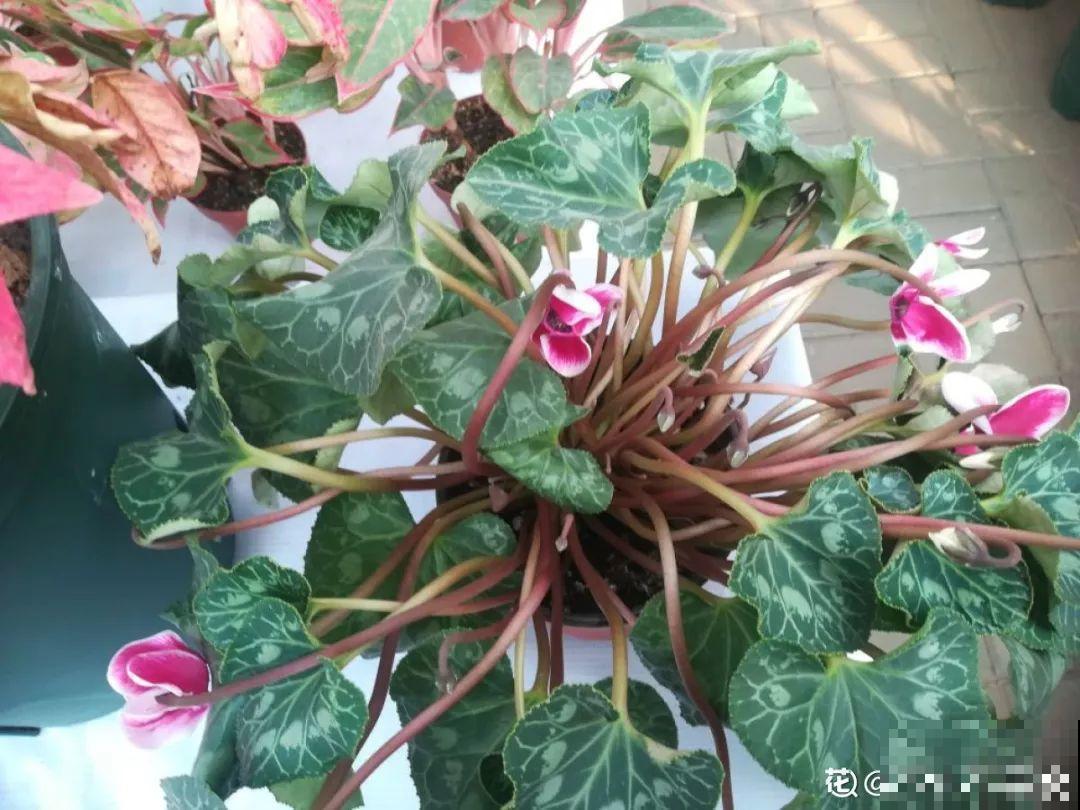 5种花开完赶紧剪一刀，10天一勺肥，还能再开2、3次！