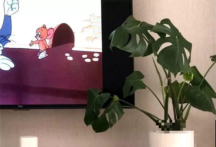 30种花冬天浇水技巧，根不烂，来年春天猛蹿新叶！