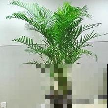 客厅养花养这些，懂花的人都叫好，给自己脸上也涨光！