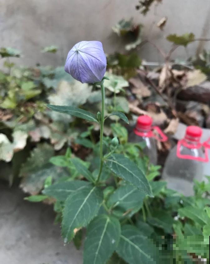 为何她家秋冬也能花团锦簇？原是种了这种花，几天就窜出一堆苗！