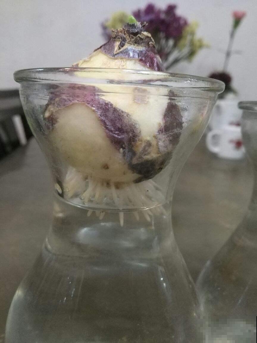 双十一买花，就认准这3种，现在养刚好过年就能开！