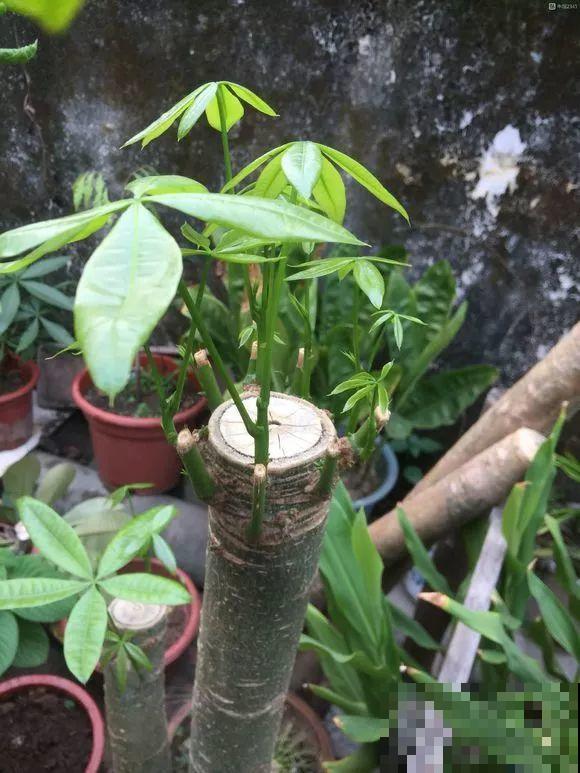 8种花秋冬要穷养，水一多就烂根，再不救只剩空盆！