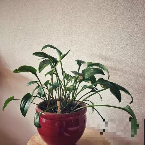 她的家里摆满了花，非但不乱还美得像花园，朋友来了不想走！